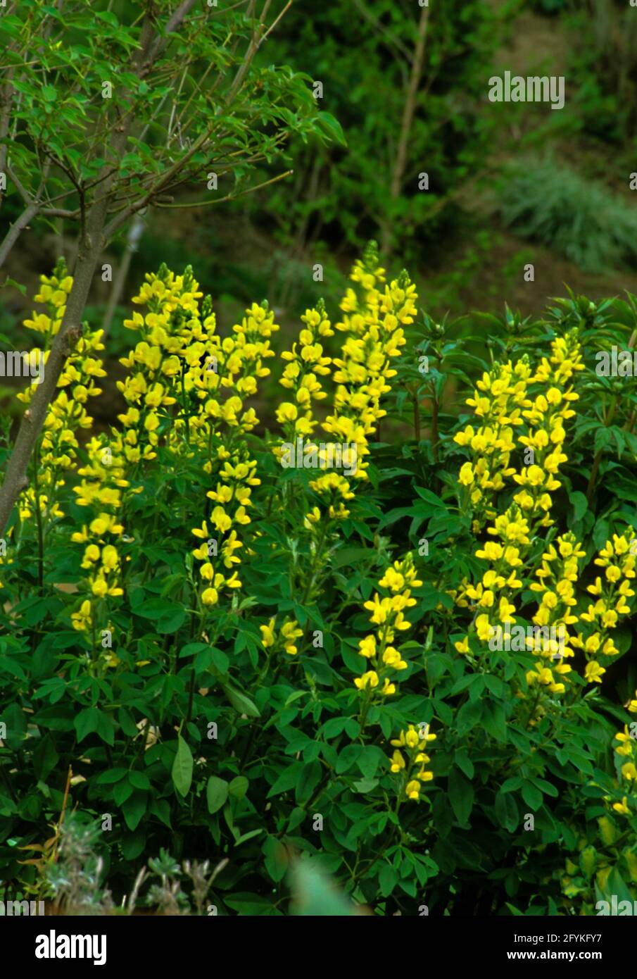 Thermopsis villosa,   Bush Pea,  Carolina False Lupine, Carolina Lupine , False Lupine, Southern Lupine Stock Photo