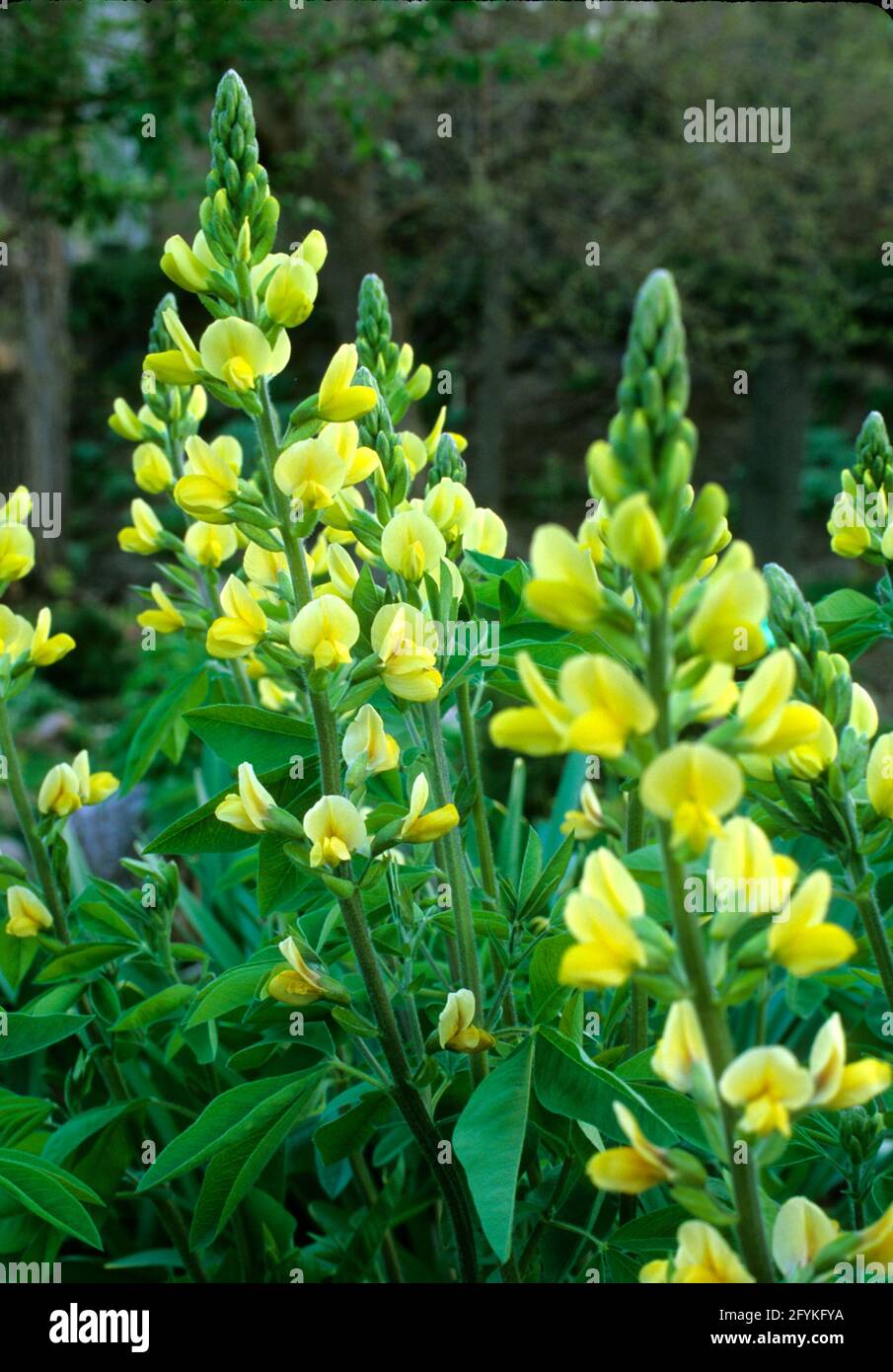 Thermopsis villosa,   Bush Pea,  Carolina False Lupine, Carolina Lupine , False Lupine, Southern Lupine Stock Photo