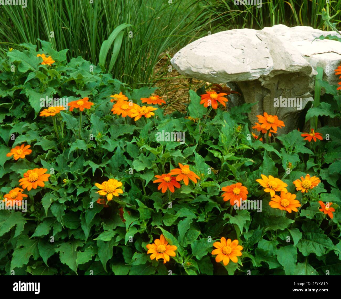 Tithonia rotundifolia,  Mexican sunflower Stock Photo