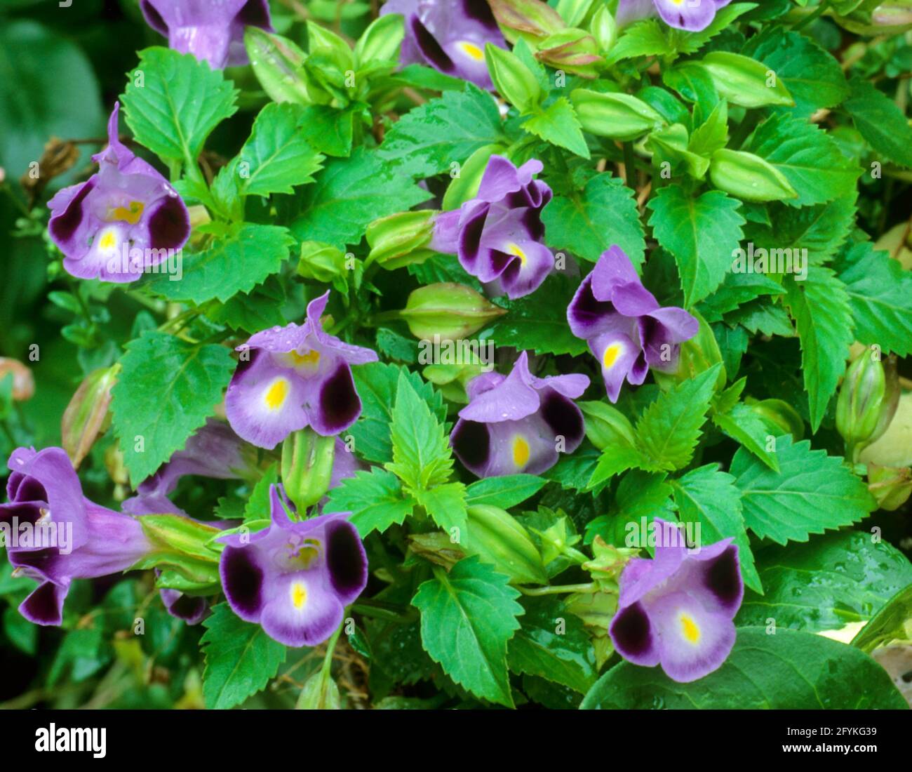 Torenia fournieri , wishbone flower, Stock Photo