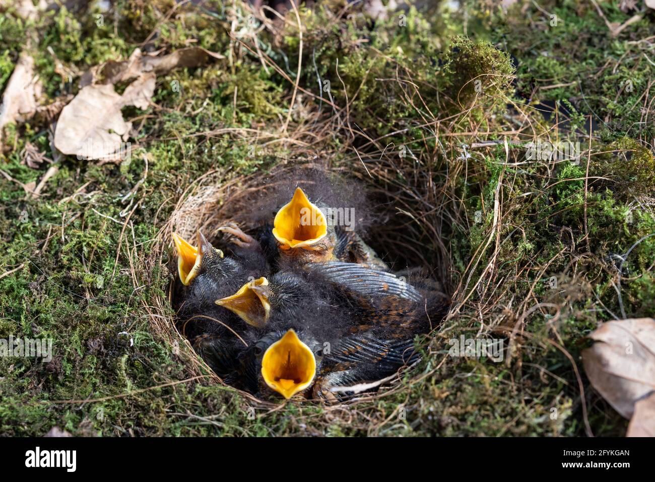 Deep cup birds nest of the robin with hatchlings newly hatched