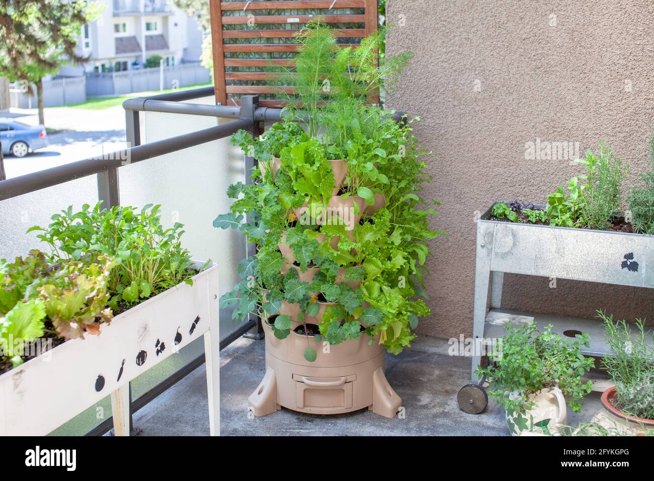 A tall vertical garden sits on an apartment balcony (patio) with fresh salad greens, herbs and vegetables. Ideal small space and urban gardening solut Stock Photo