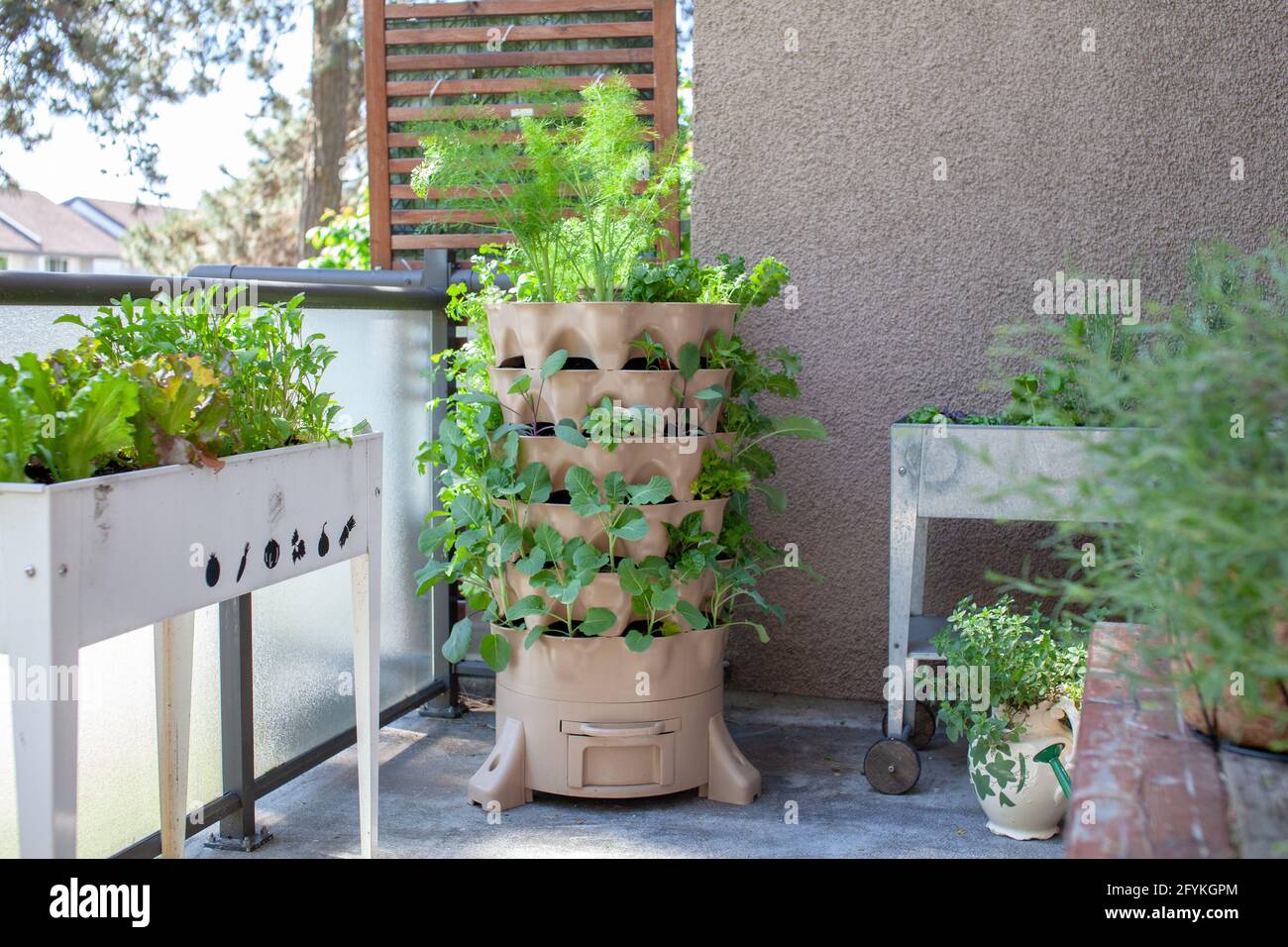A tall vertical garden sits on an apartment balcony (patio) with fresh salad greens, herbs and vegetables. Ideal small space and urban gardening solut Stock Photo