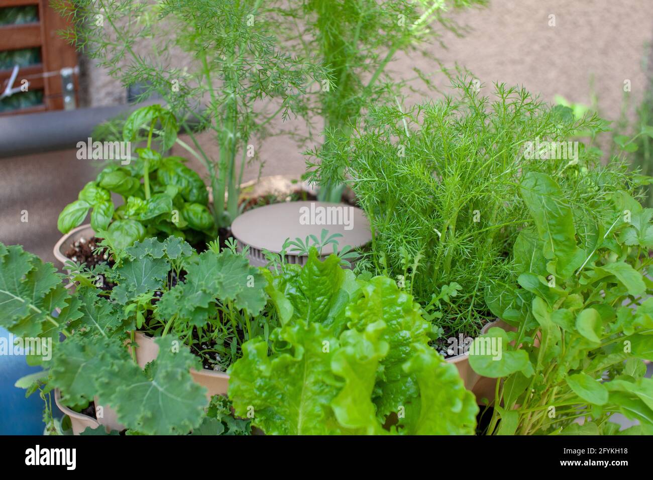 A tall vertical garden sits on an apartment balcony (patio) with fresh kale, salad greens, fennel, chamomile and basil planted in the upper tier. Stock Photo