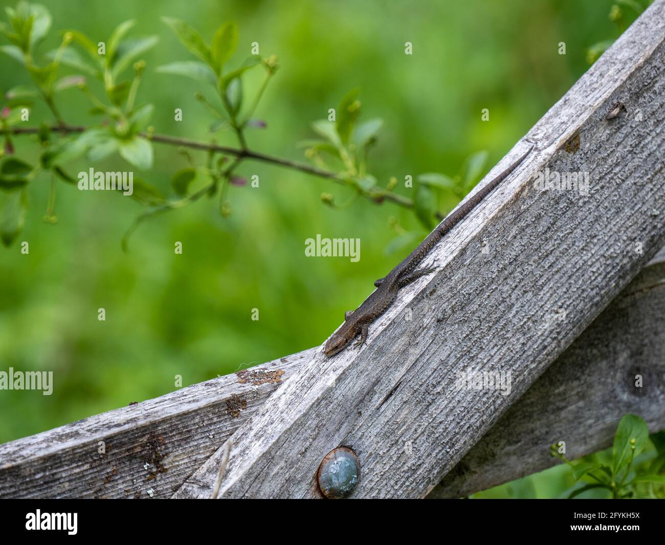Common Lizard Basking on a Wooden Gate Stock Photo - Alamy