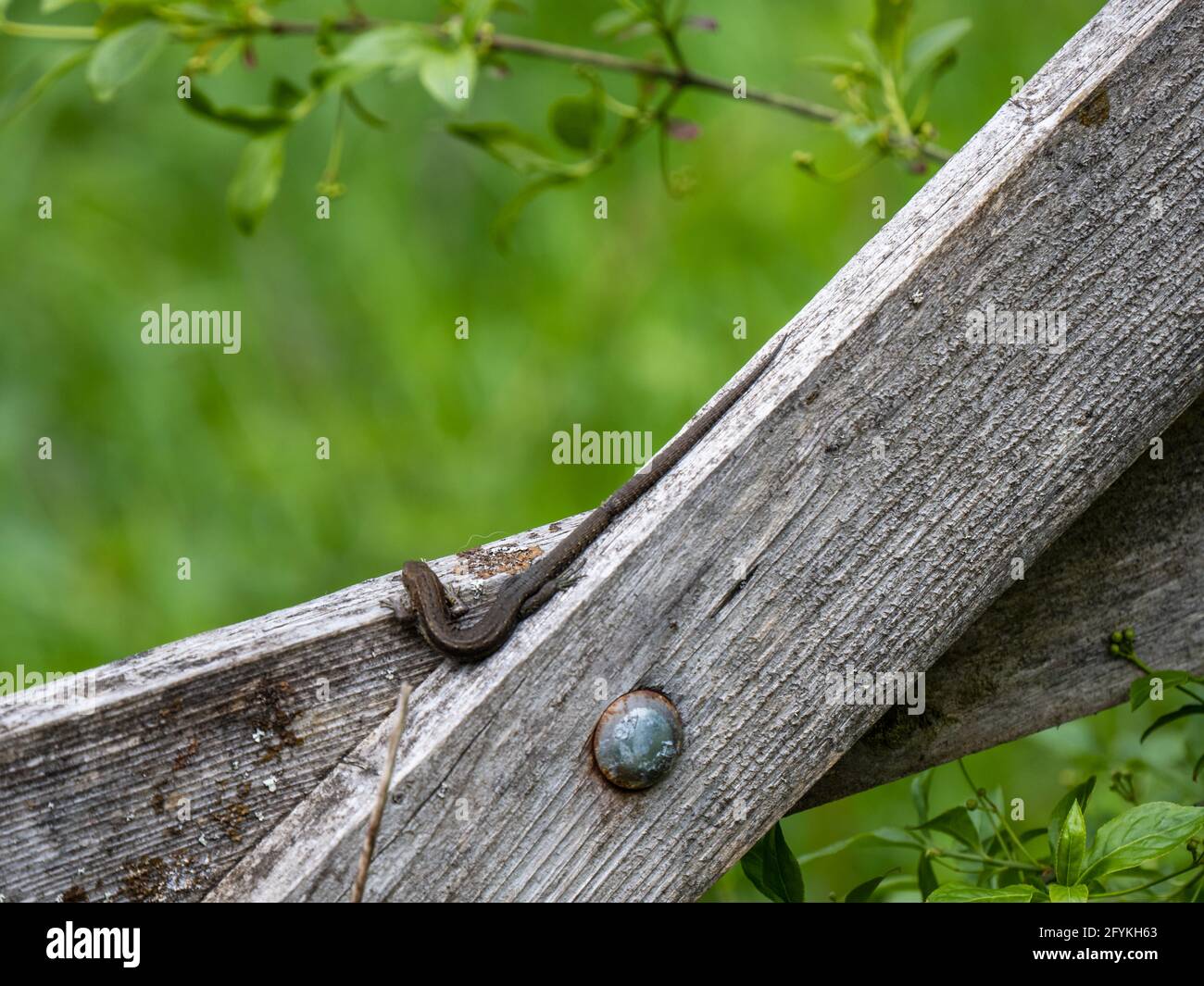 Lizard gate hi-res stock photography and images - Alamy