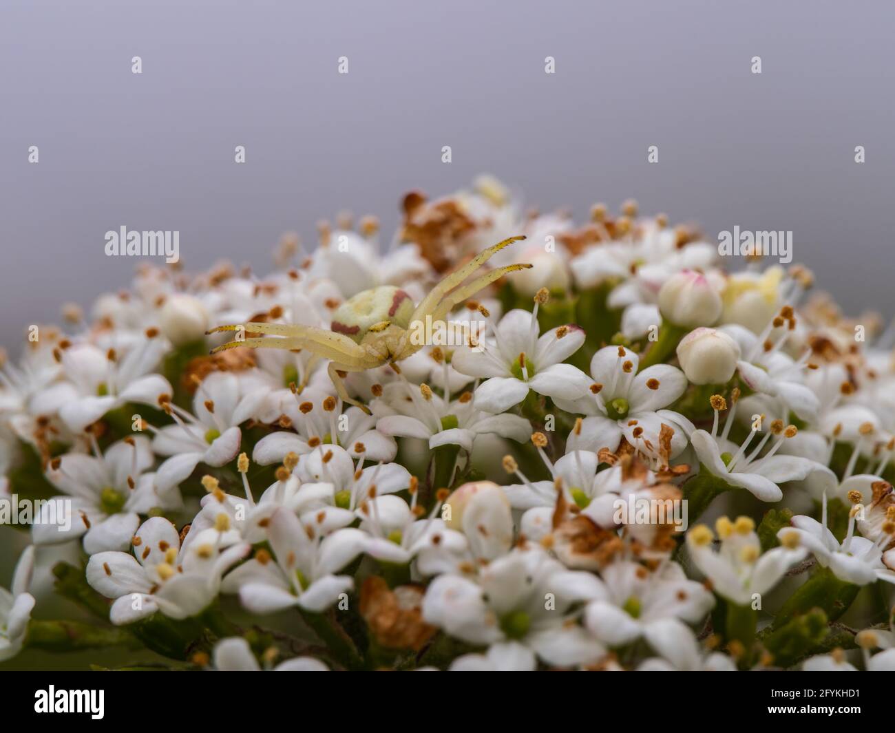 Crab Spider Hunting on a Wayfaring Tree Blossom Stock Photo Alamy