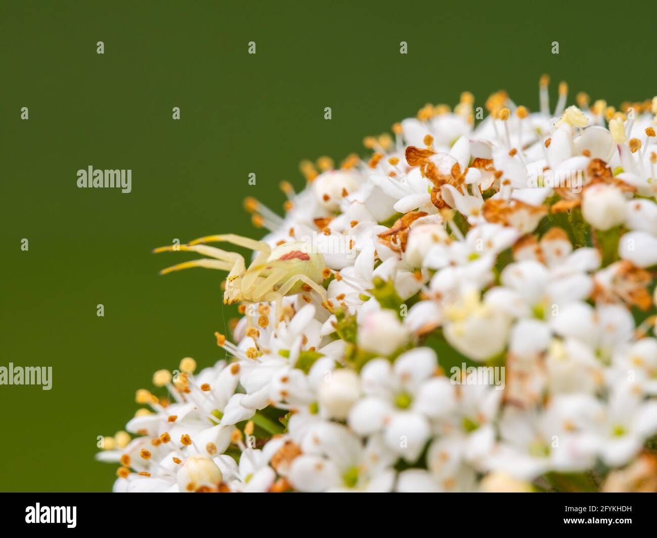 Crab Spider Hunting on a Wayfaring Tree Blossom Stock Photo Alamy