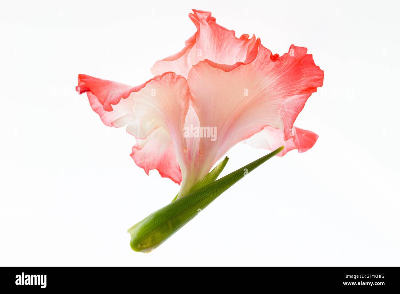 Frost sensitive flower hires stock photography and images Alamy