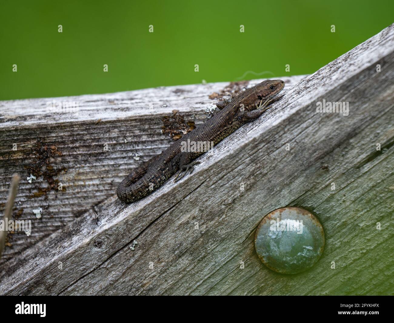 Wooden gate on a nature reserve hi-res stock photography and images - Alamy