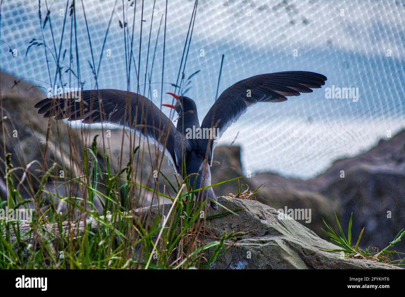 Bird with open wings Stock Photo - Alamy