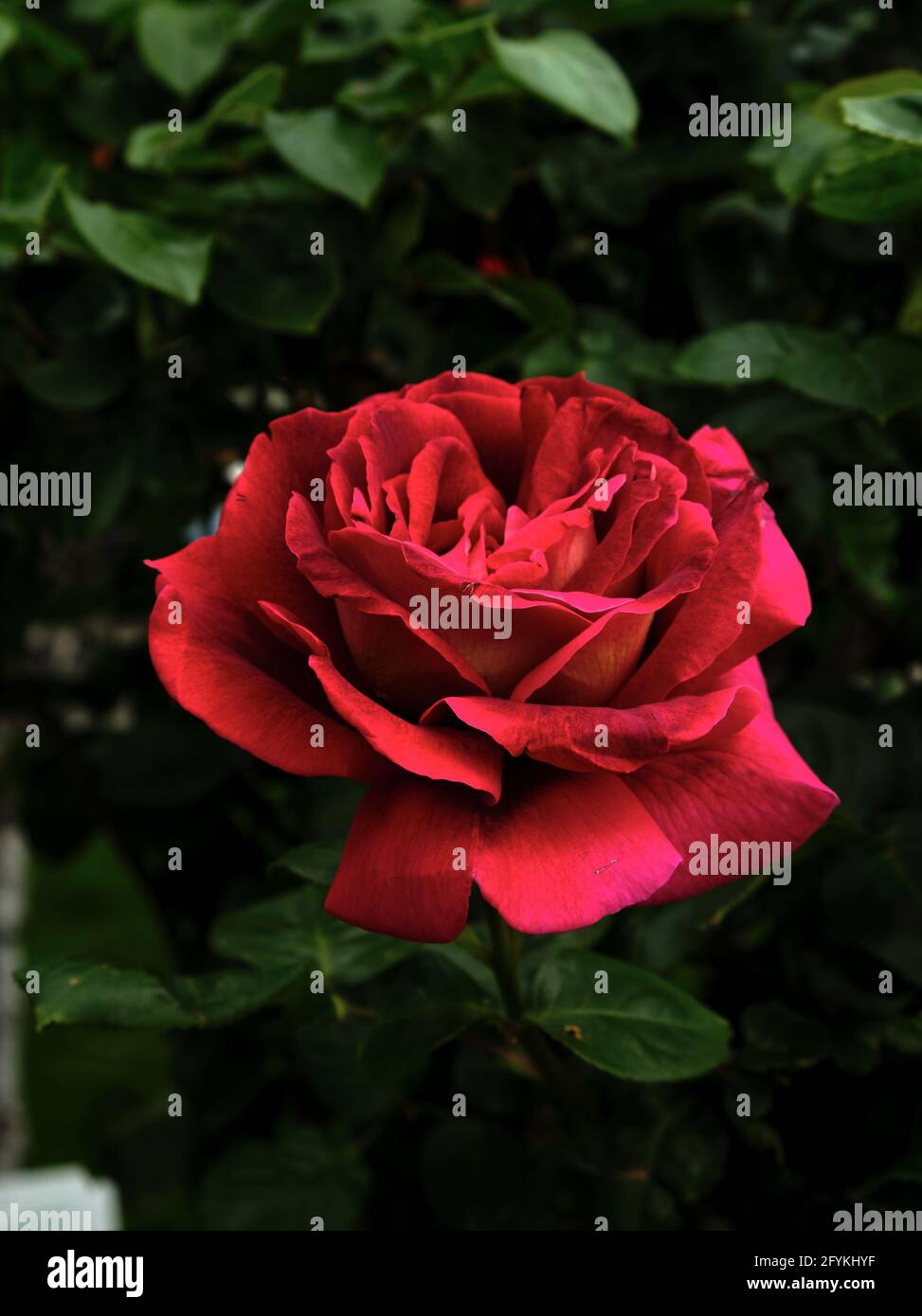 Blooming rose flower hi-res stock photography and images - Alamy