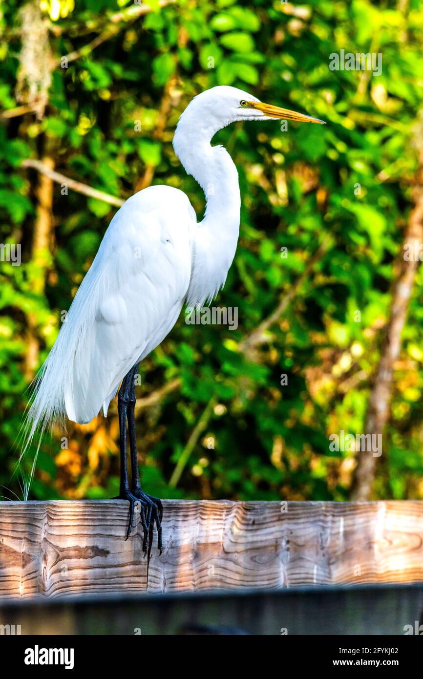Great Egret, Lettuce Lake, Hillsborough County, Tampa, Fl. Stock Photo