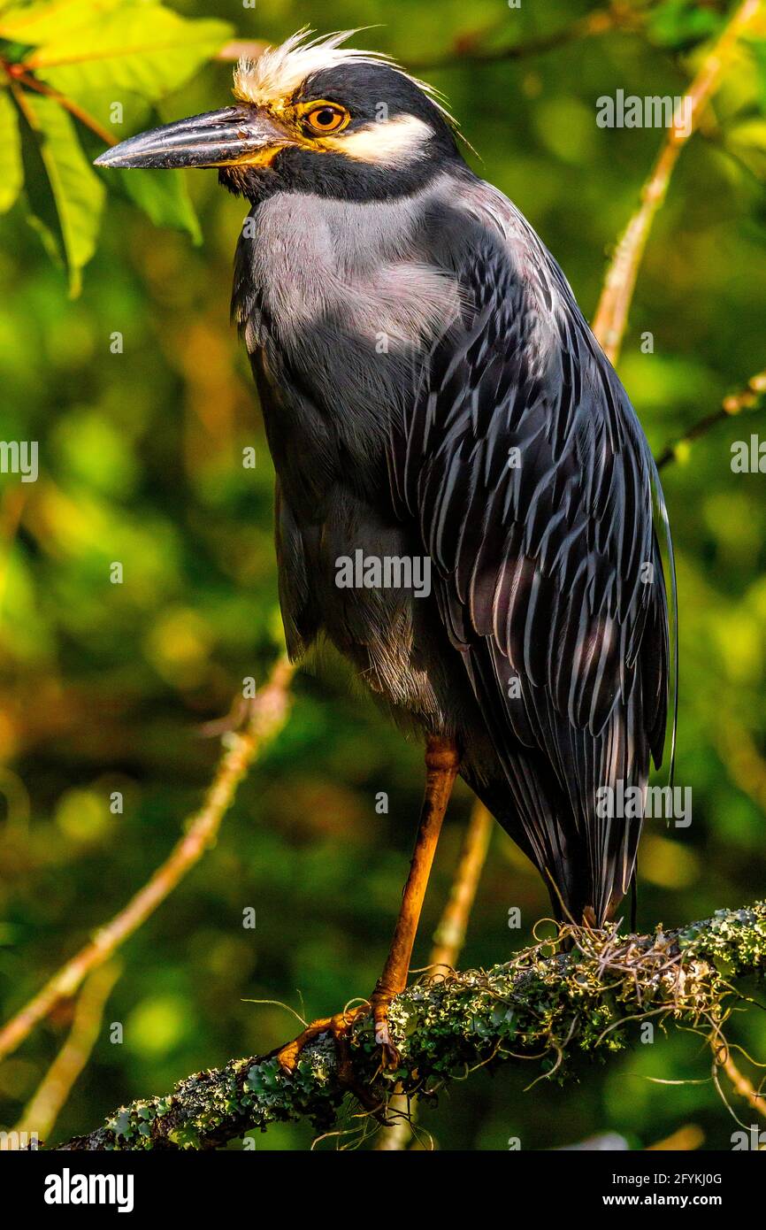 Yellow-crowned Night-Heron, Nyctanassa Violacea, Lettuce Lake, Hillsborough County, Tampa, Florid Stock Photo