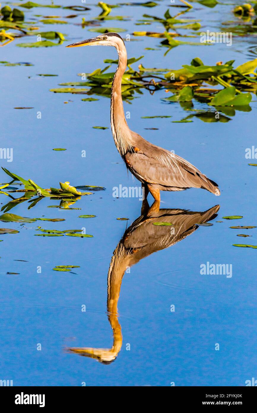 Great blue heron standing in water in Lettuce Lake, Hillsborough County, Tampa Florida. Ardea Herodias Stock Photo