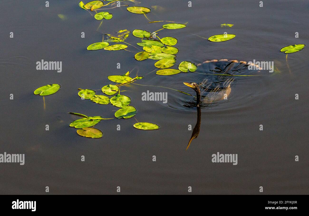 An anhinga (anhinga anhinga) swiming in Lettuce Lake among leaves of water lillies. Body is below water, submerged, with tail feathers displayed. Its Stock Photo