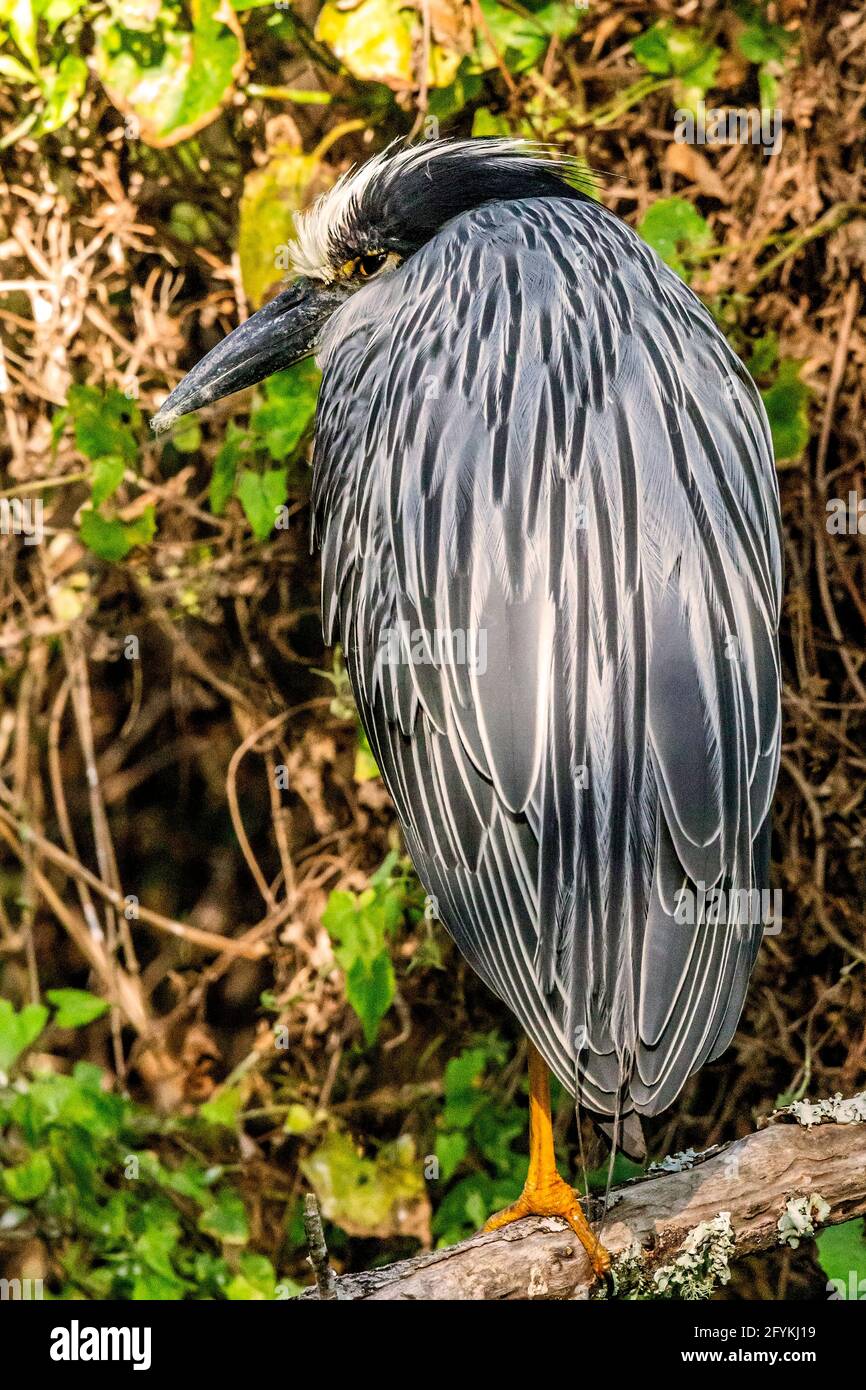 Yellow-crowned Night-Heron, Nyctanassa violacea. perched on a tree limb, back to camera, head profile, no neck, eyelid partially closed. Bird is tryin Stock Photo