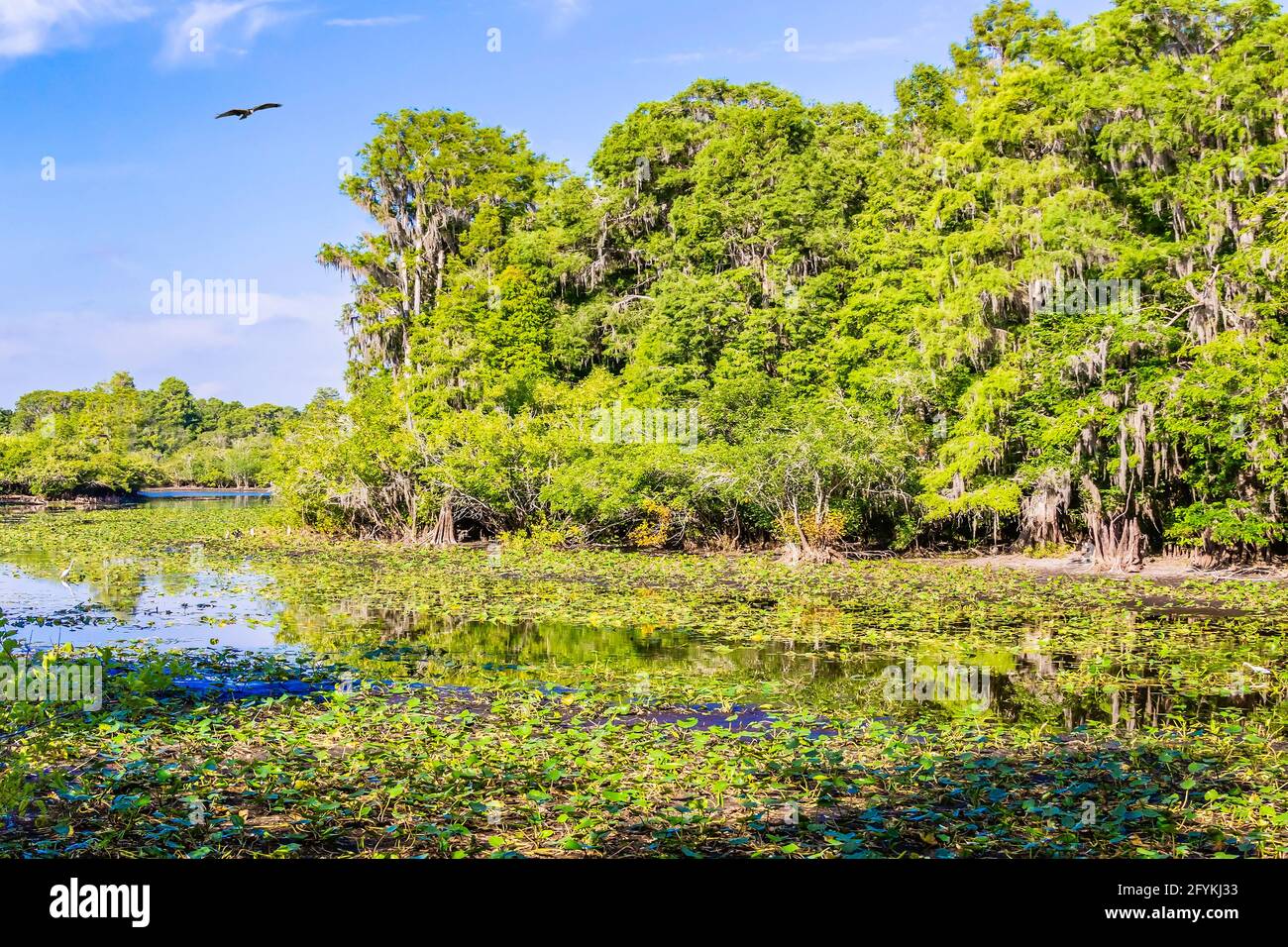 Lettuce Lake, Hillsborough County Park, Tampa Florida  Lettuce Lake Conservation Park is one of Hillsborough County's most visited parks. More than ha Stock Photo