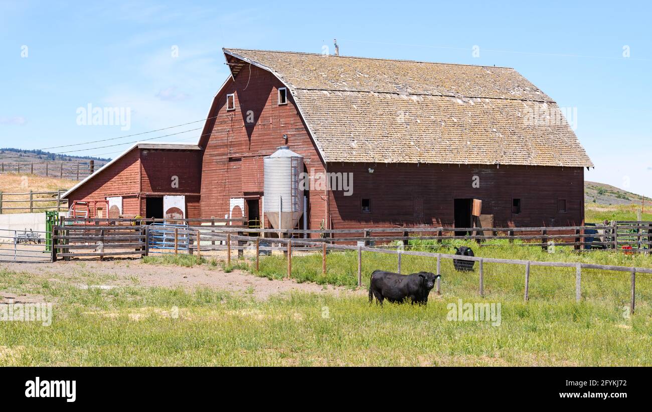 Ellensburg, WA, USA - May 26, 2021; Traditional rural American West farm scene with red barn and cattle Stock Photo