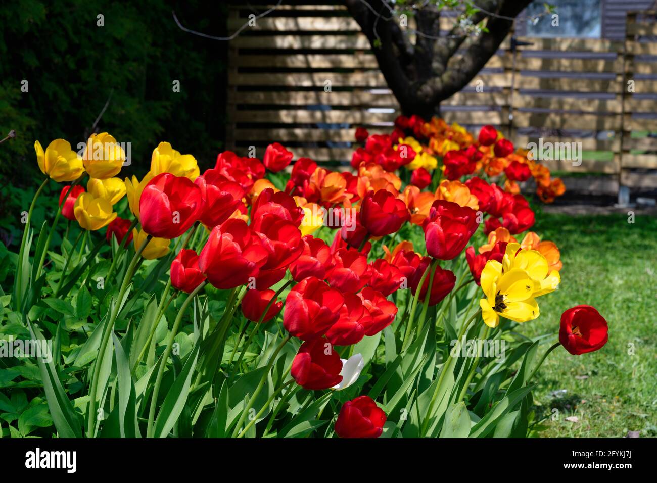 A closeup picture of red and yellow tulip flowers in a garden. Blurry bushes and blue sky in the background Stock Photo