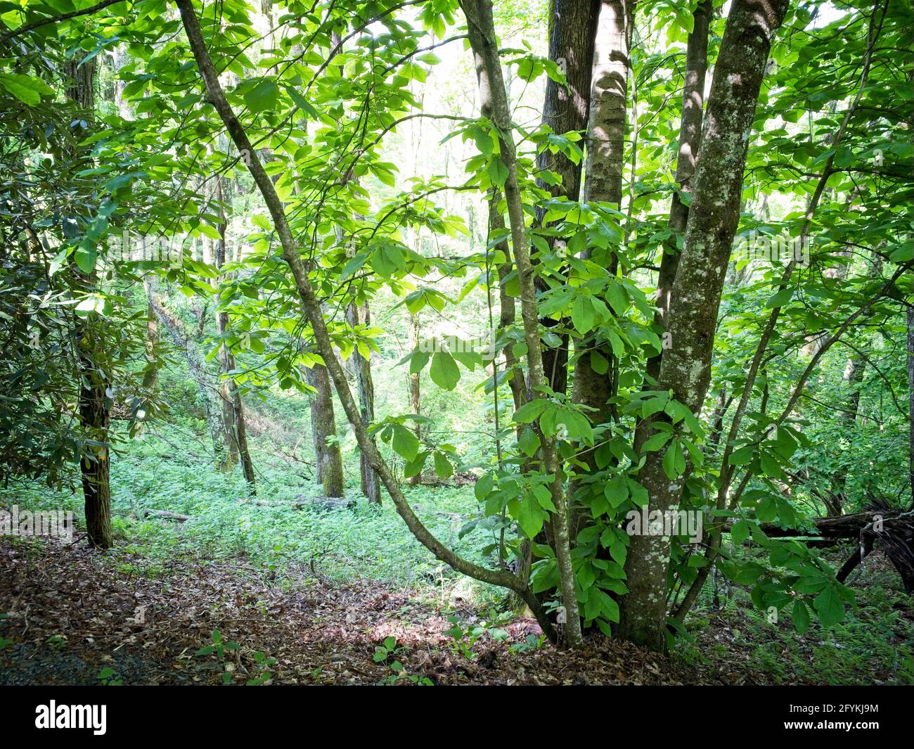 Trees in the woods gradually evolving into a bright background which obscures foliage Stock Photo