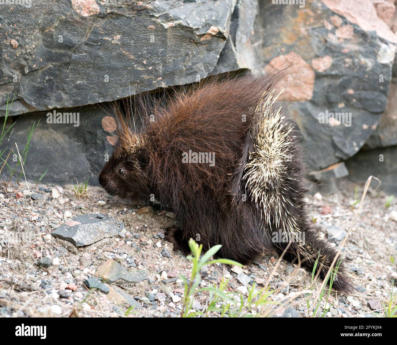 Porcupine animal close-up profile view walking on gravel on the side of road with foliage foreground and rock background in its environment. Stock Photo