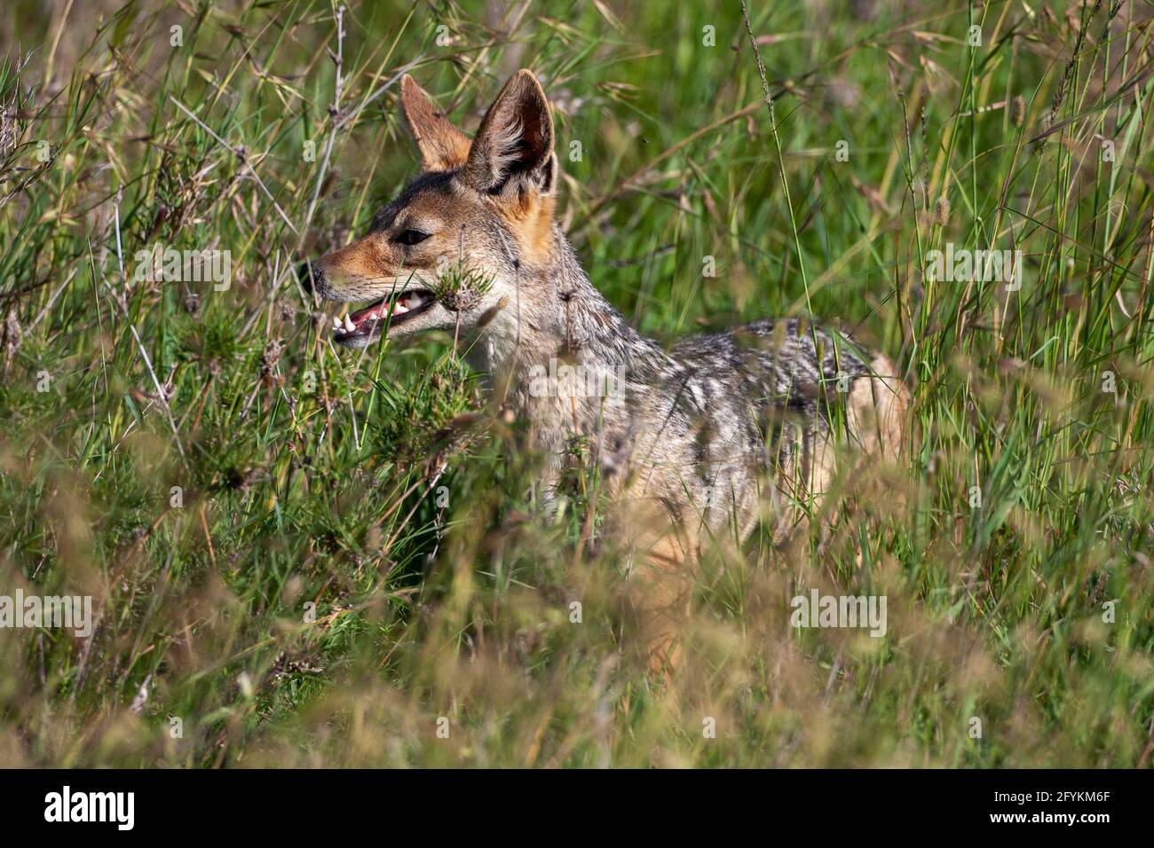 black-backed jackal (Lupulella mesomelas syn Canis mesomelas), also known as the silver-backed or red jackal. Photographed in Serengeti National Park, Stock Photo