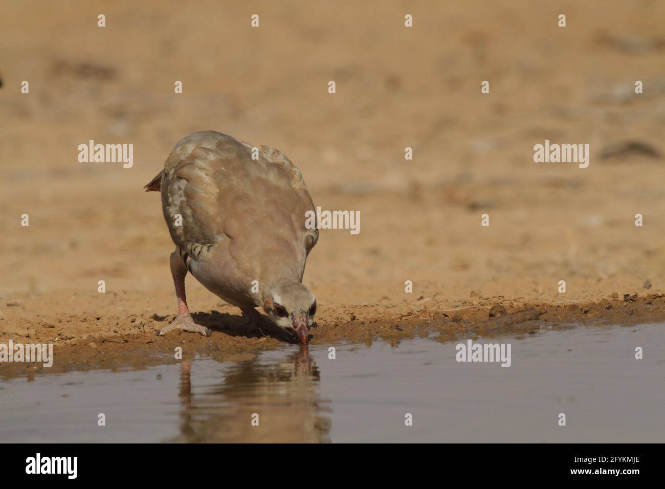 Chukar Partridge or Chukar (Alectoris chukar) Photographed in Israel, Near a water pool Negev desert. A Palearctic upland gamebird in the pheasant fam Stock Photo