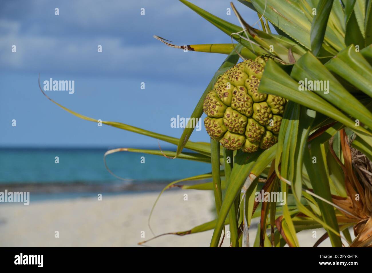 Pandanus palm with large monkey puzzle fruit and leaves on a white sand beach with the lagoon on Heron Island on the Great Barrier Reef in Australia Stock Photo