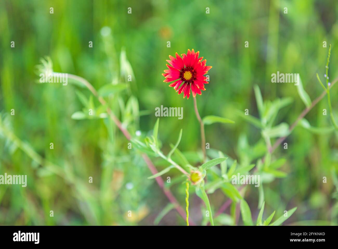 Marble Falls, Texas, USA. Indian Blanket wildflower in the Texas hill