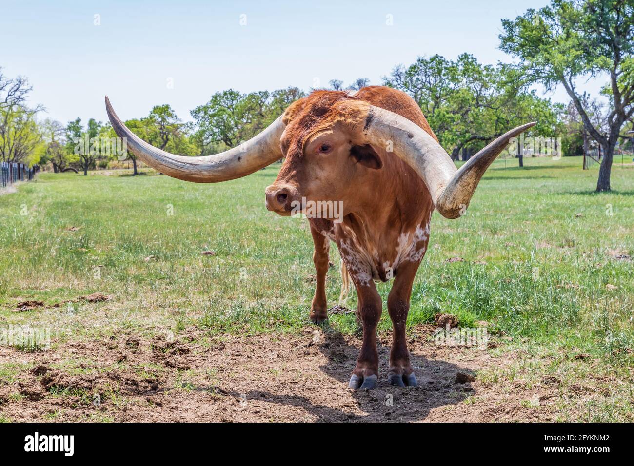 Marble Falls, Texas, USA. Longhorn cattle in the Texas hill country