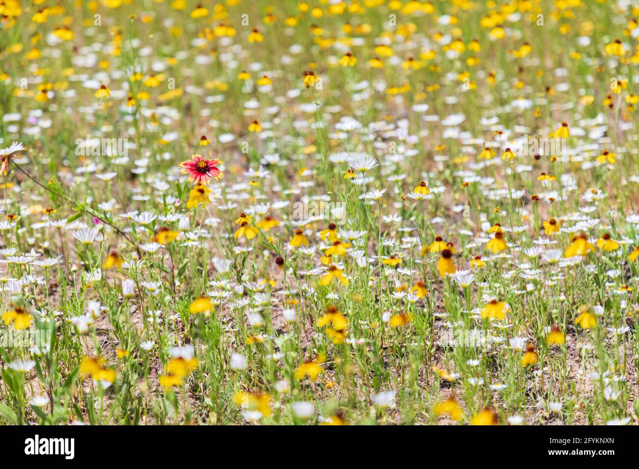Marble Falls, Texas, USA. Indian Blanket, Brown-eyed Susan, and Lazy Daisy wildflowers. Stock Photo