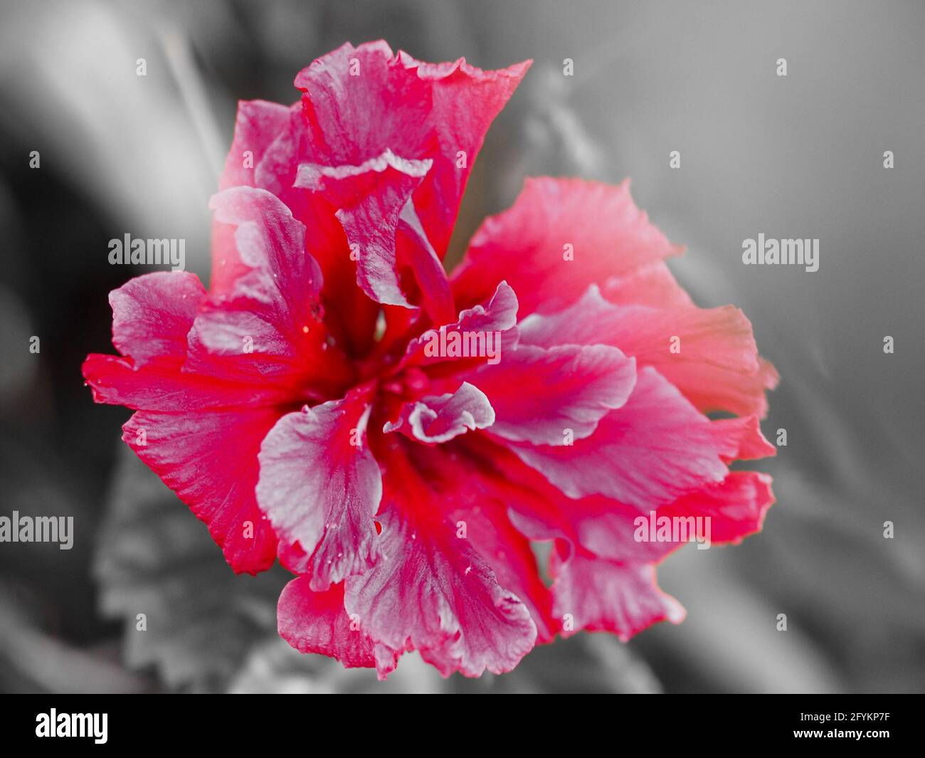 Macro, monochrome with red colour only, a full bloom pink Hibiscus Hiawatha, Rosa Sinensis plant flower in a coastal garden, blurred grey background Stock Photo