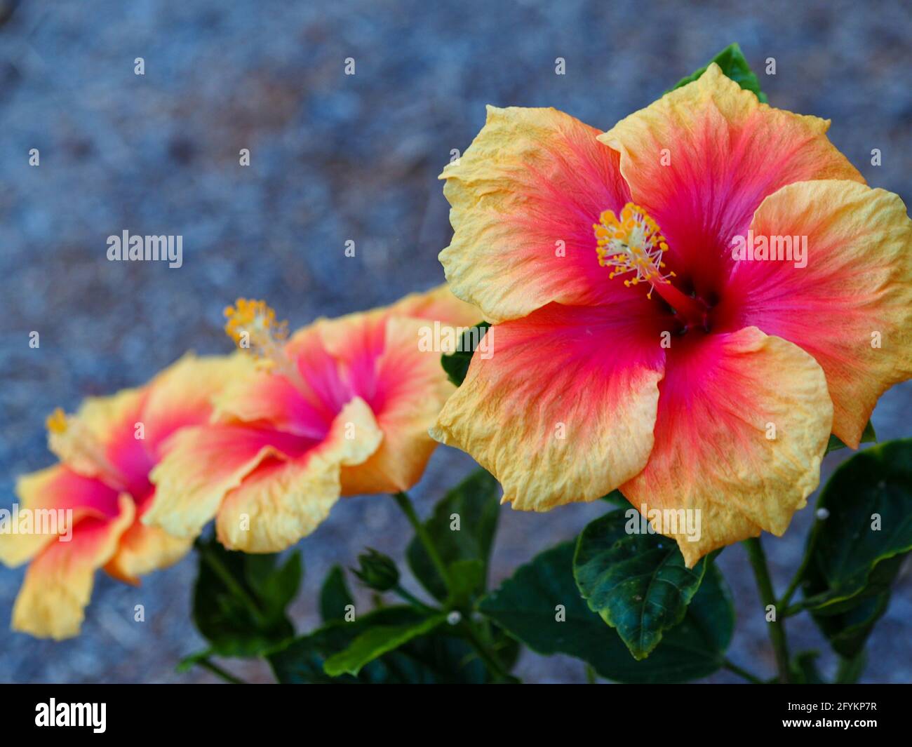Orange Tropical Flowers High Resolution Stock Photography and Images