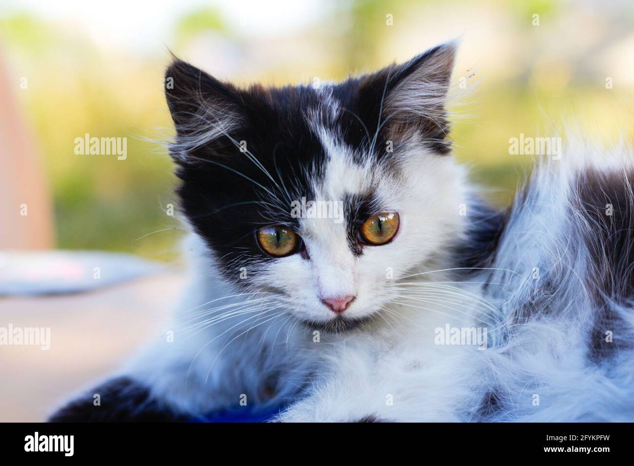 Defocus cute adorable black and white cat, kitten with beautiful difference yellow eyes. Pet love background. Fur fluffy mammal animal. Out of focus Stock Photo - Alamy Defocus cute adorable black and white cat, kitten with beautiful difference yellow eyes. Pet love background. Fur fluffy mammal animal. Out of focus Stock Photo - Alamy