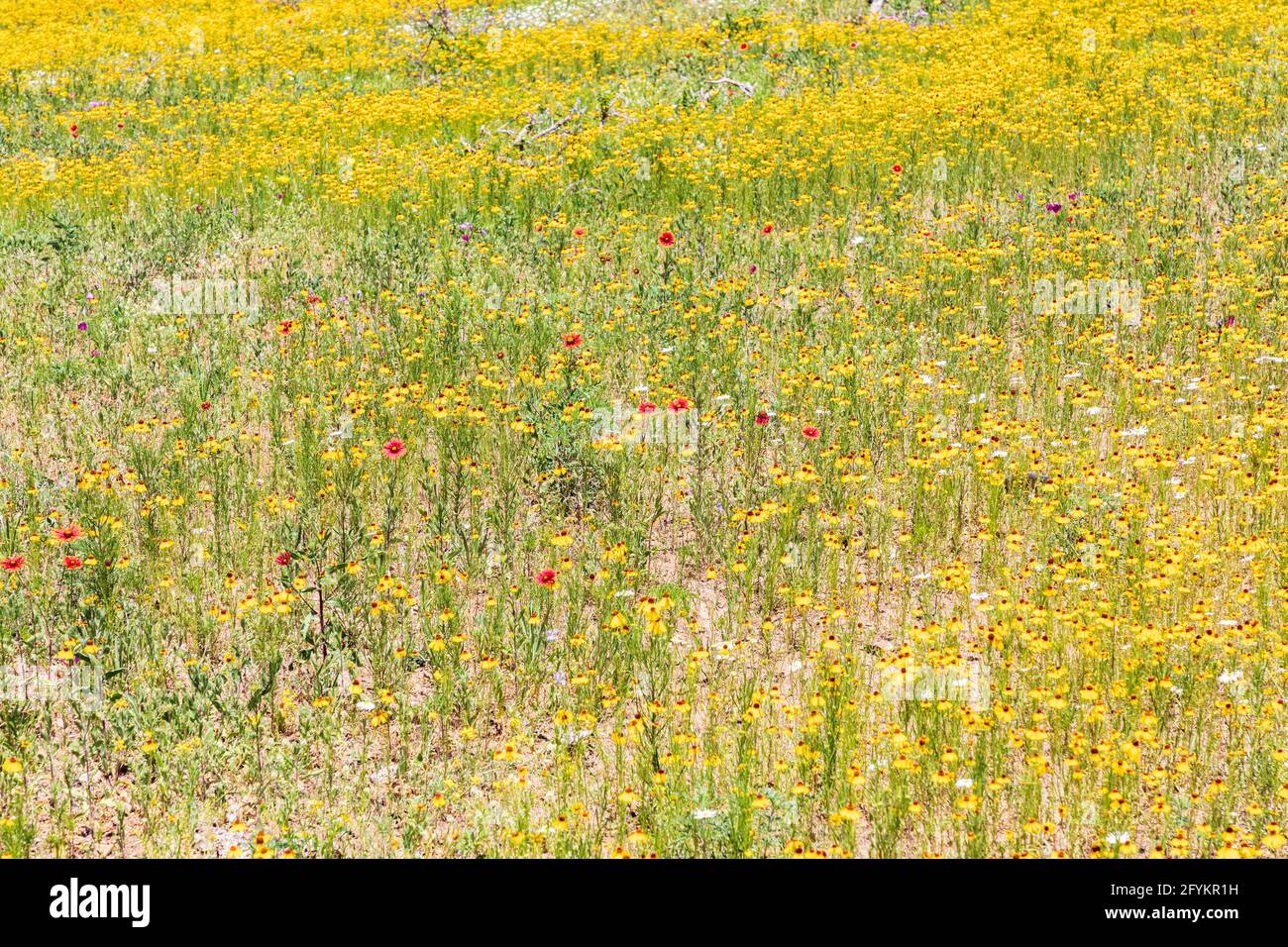 Marble Falls, Texas, USA. Field of Browneyed Susan and Indian Blanket