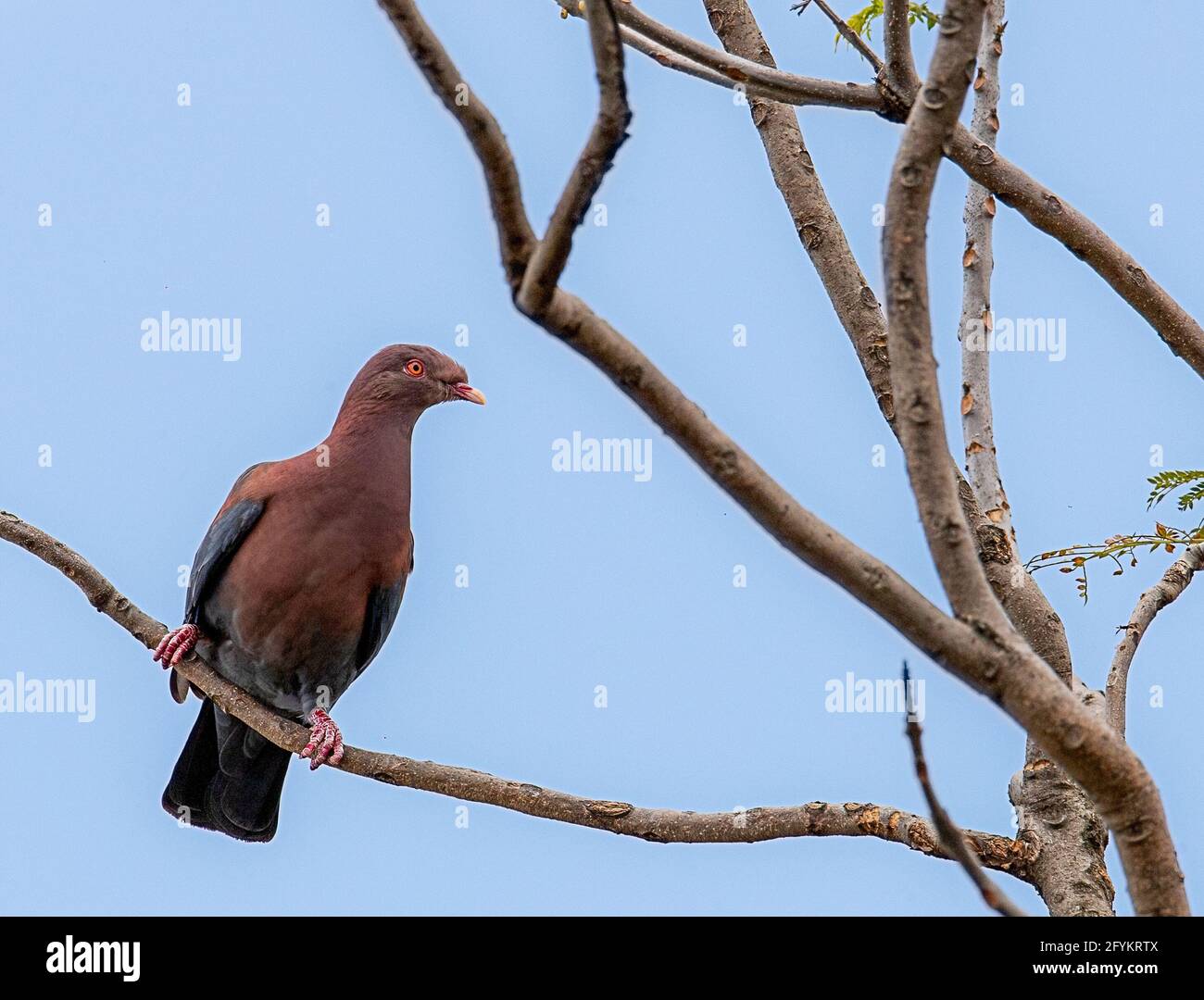 Shot of a bird on a tree branch Stock Photo - Alamy