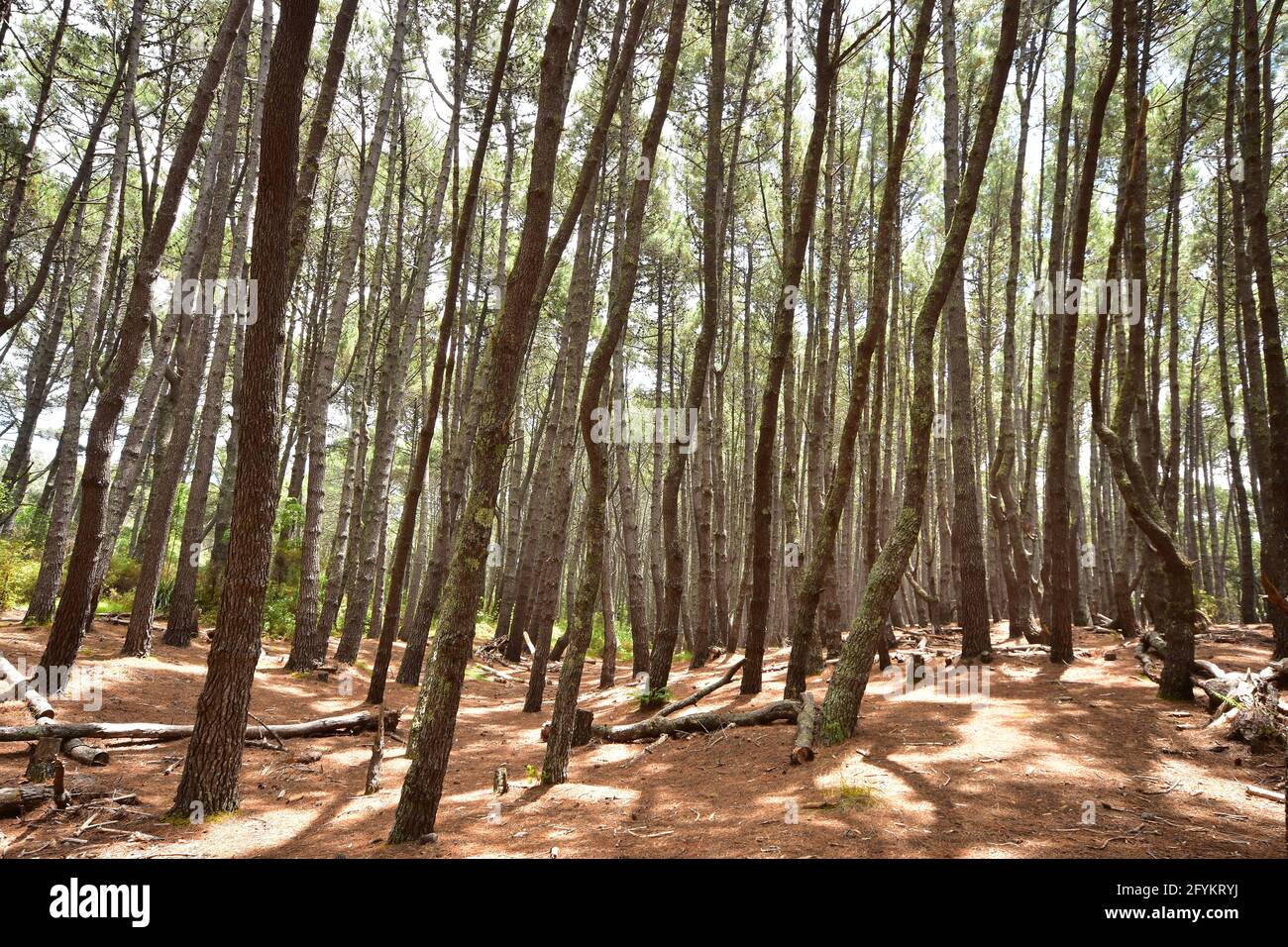 Dense pine forest with tall trunks and no vegetation on forest floor just broken off branches and layer of twigs. Stock Photo