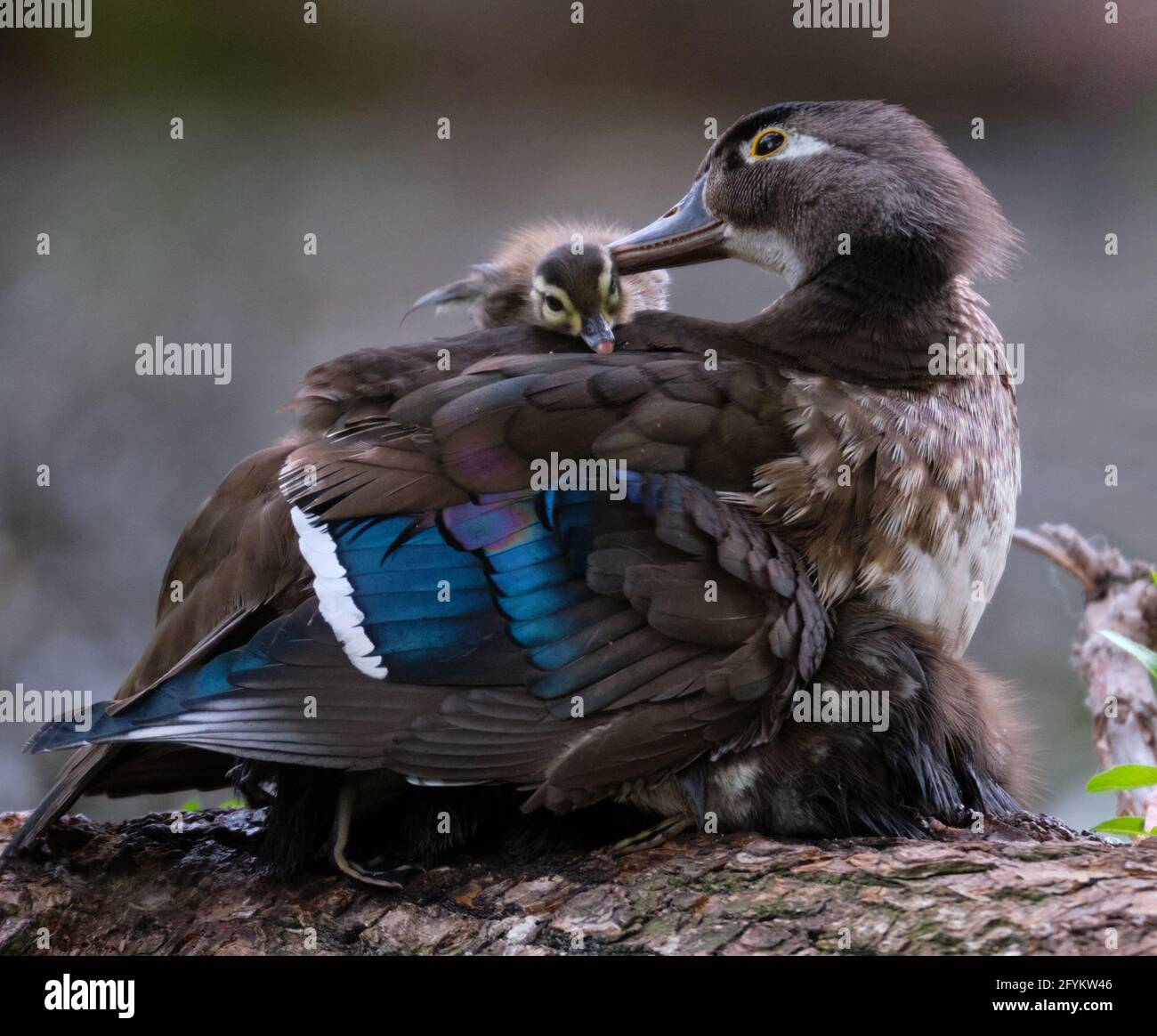 Female wood duck, Aix sponsa, helps her new born chick climb on her back while she covers the rest of her brood to provide them some warmth on a crisp spring day. Stock Photo