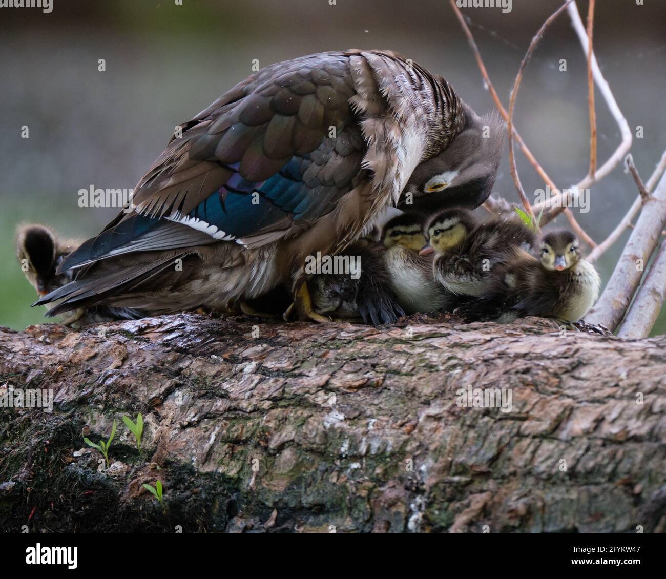 Mother wood duck, Aix sponsa, providing warmth by covering her brood sitting on a log. The recently hatched babies still depend on the care of their mother to look for food as well as provide protection from predators. Stock Photo