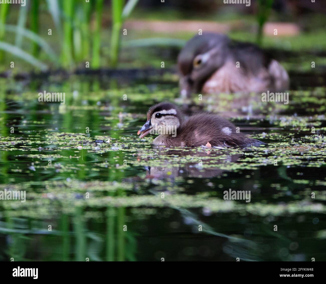 A new born Wood Duck, Aix sponsa, dabbles around to find food under the watchful eye of its mother. The recently hatched duckling is looking for pondweeds. Stock Photo
