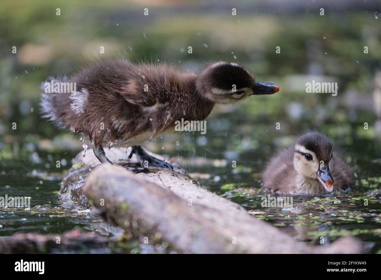 A new born Wood Duck, Aix sponsa, shakes off water from its duvet while standing on a log on one of its first expedition. The recently hatched duckling part of a brood of about ten is being watched by a sibling. Stock Photo