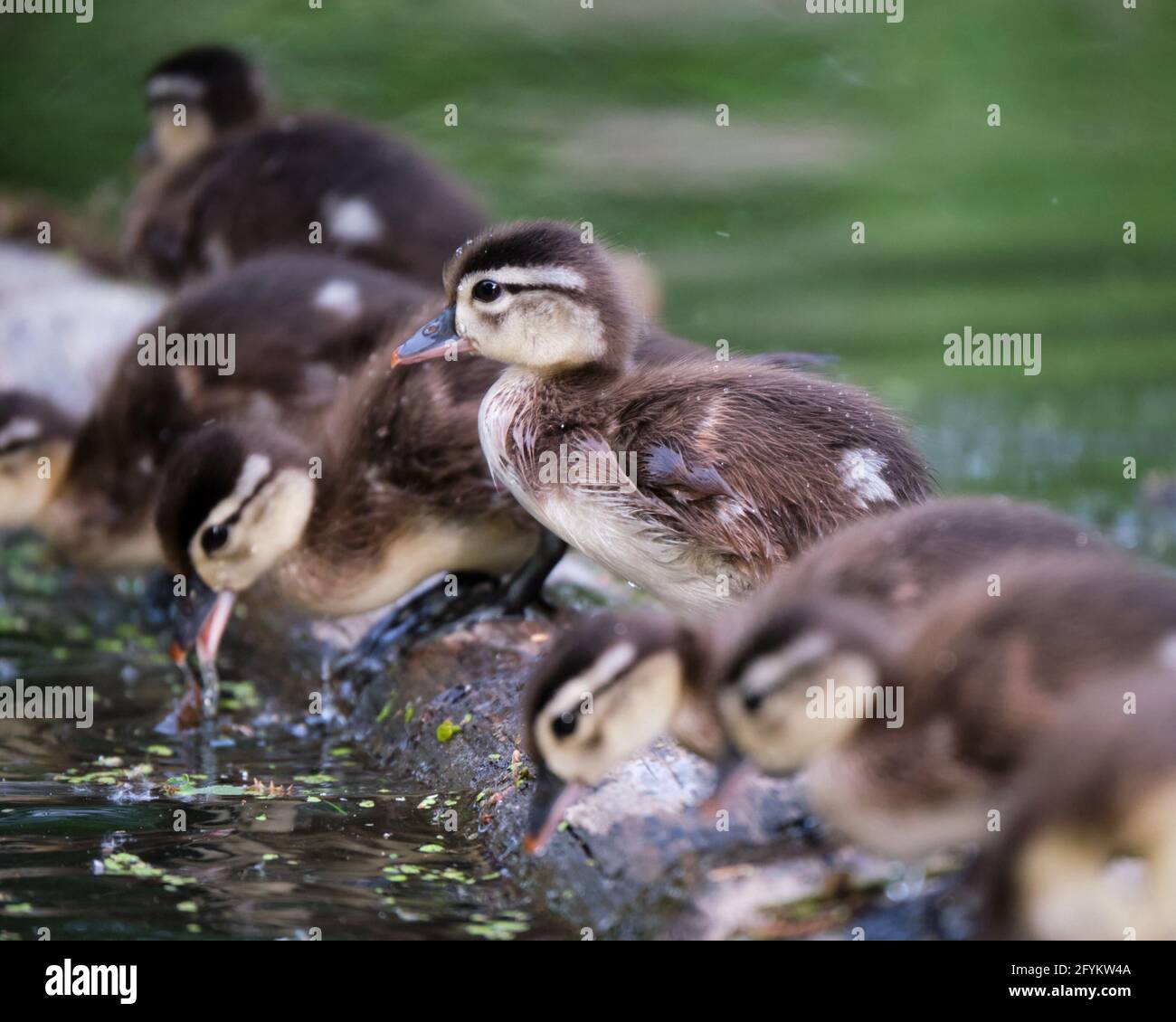 A new born Wood Duck, Aix sponsa, stands on a log on one of its first expedition. The recently hatched duckling part of a brood of about ten looks on while its siblings dabble the water in search of food. Stock Photo