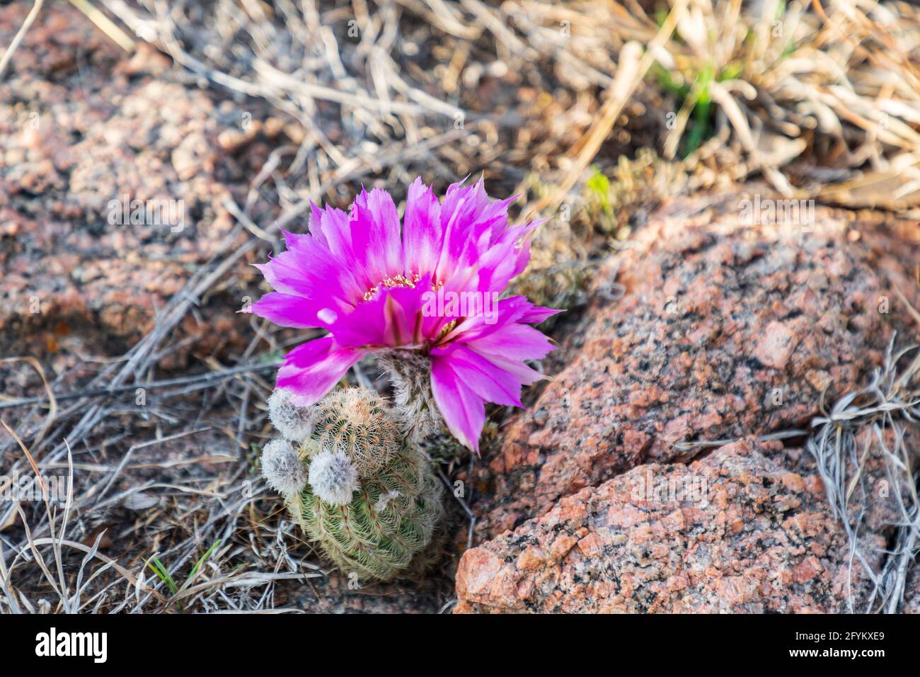Castroville, Texas, USA. Barrel cactus flower in the Texas hill country