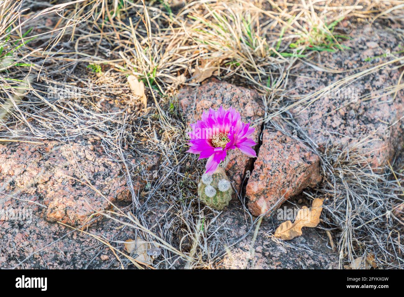 Castroville, Texas, USA. Barrel cactus flower in the Texas hill country
