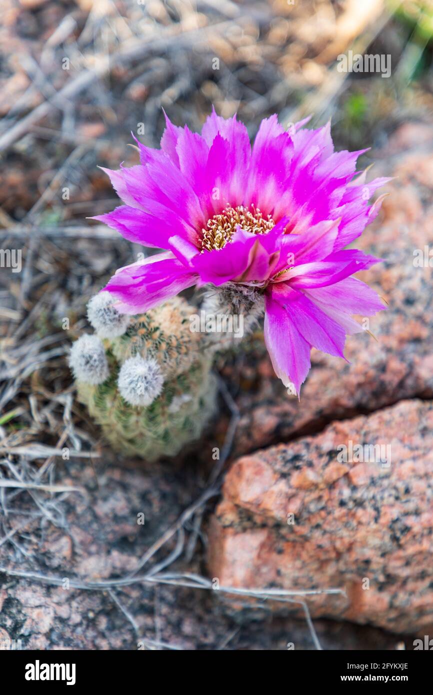 Castroville, Texas, USA. Barrel cactus flower in the Texas hill country