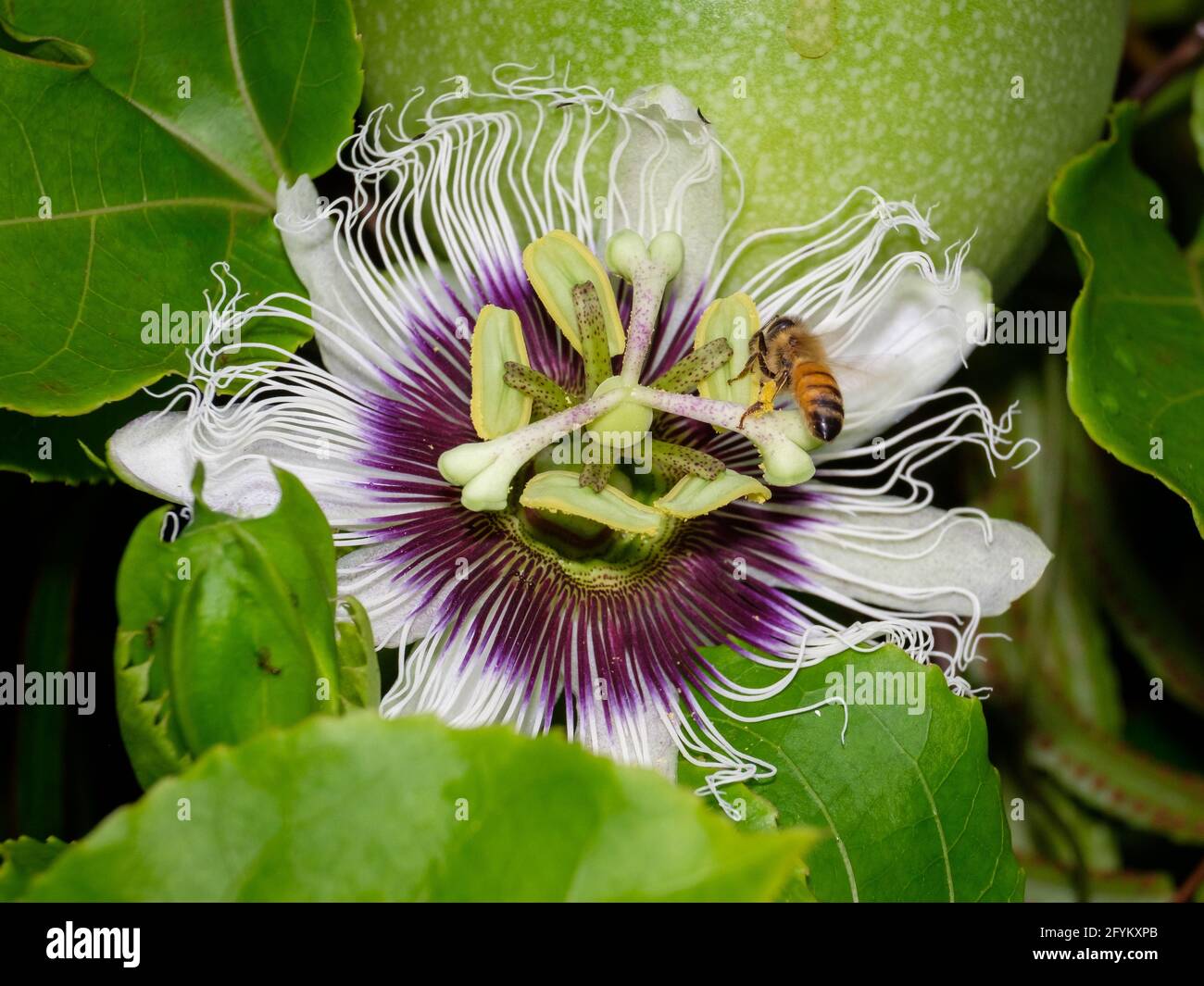 Passionfruit flower hires stock photography and images Alamy