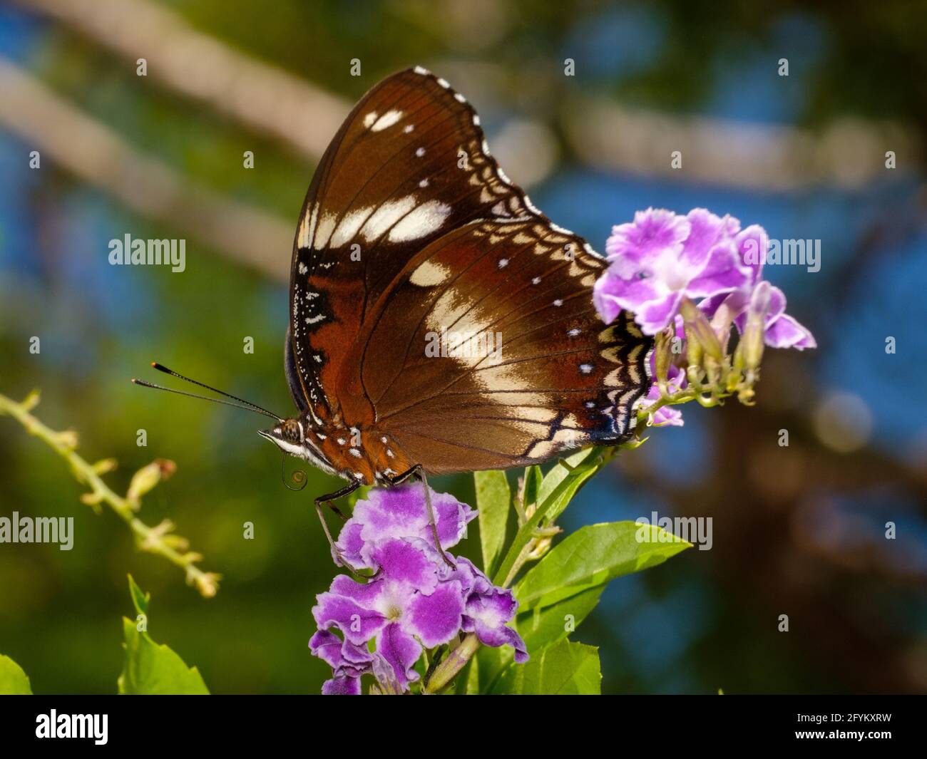 Butterflies in the garden Stock Photo - Alamy