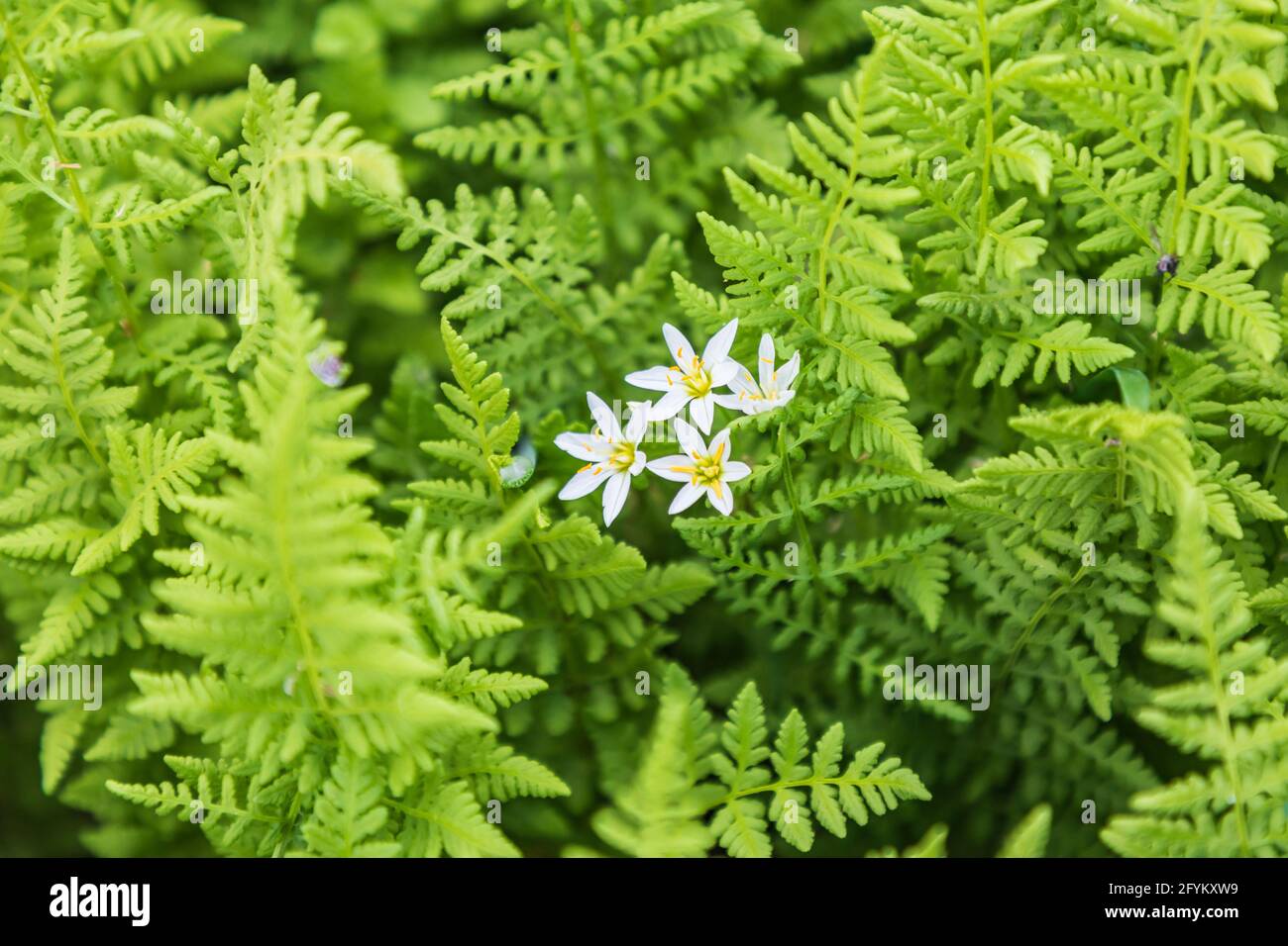 Castroville, Texas, USA. Ferns in the Texas hill country. Stock Photo
