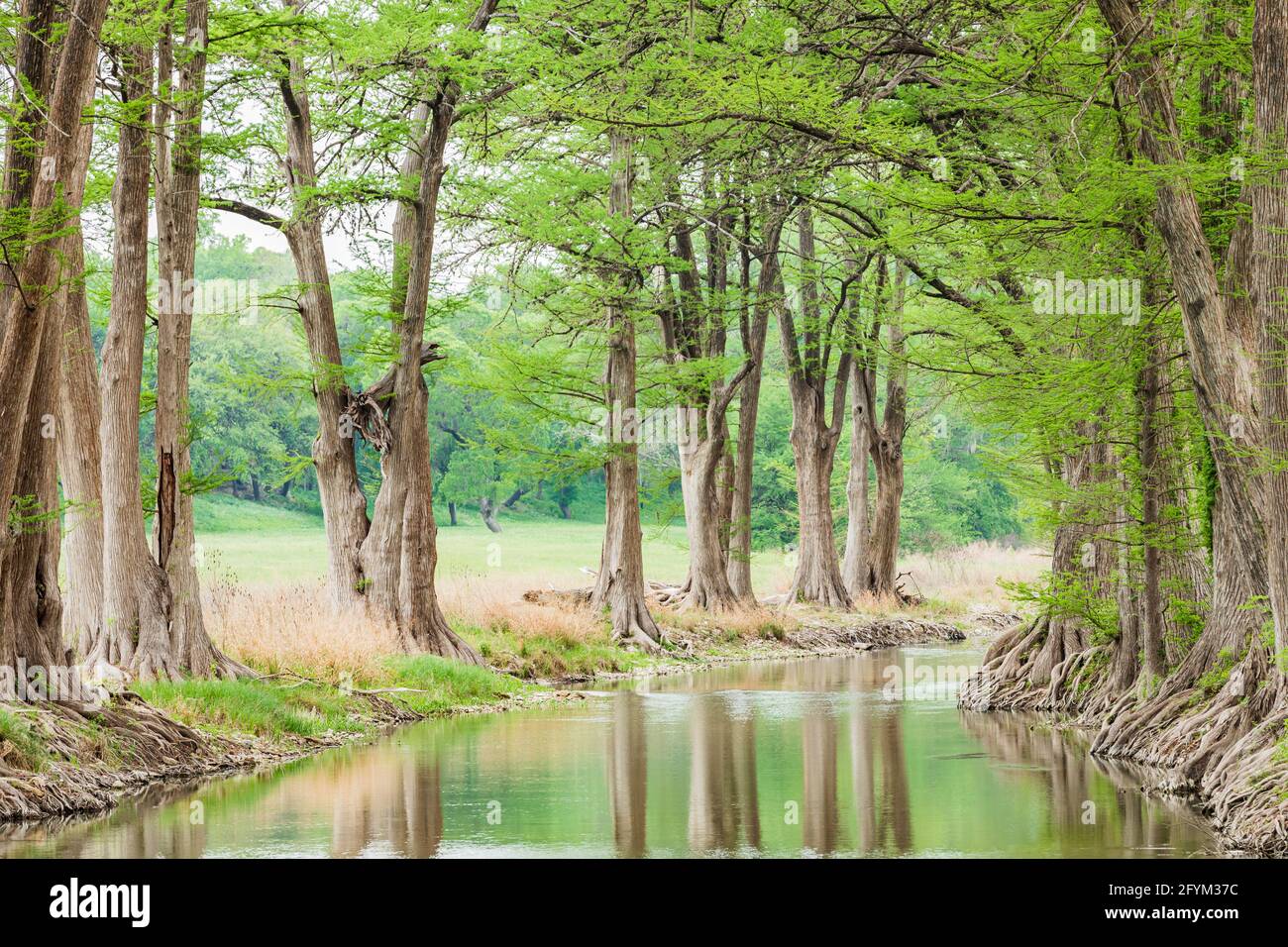 Waring, Texas, USA. Trees along the Guadalupe River in the Texas hill country Stock Photo Alamy